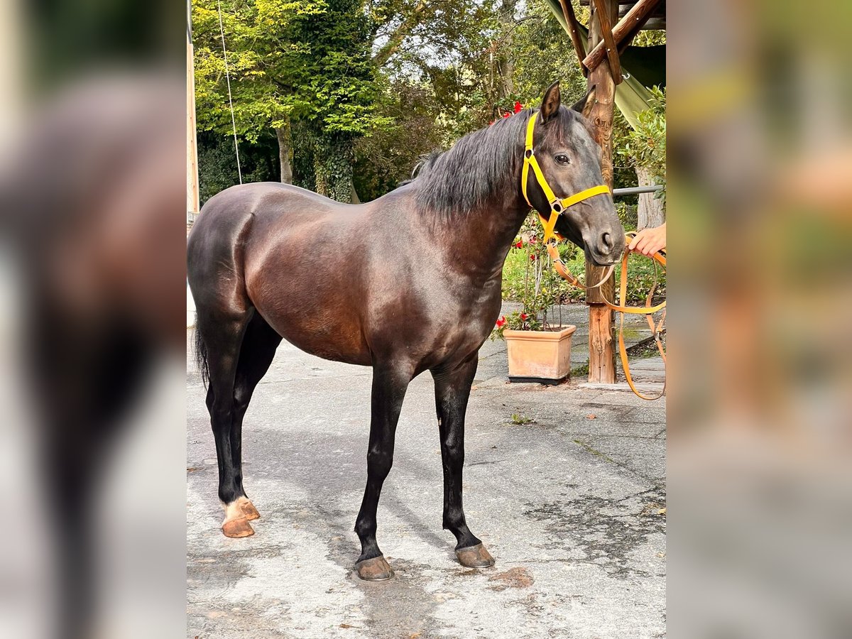 Anglo-Karachai Sto 5 år 145 cm Svart in Merzig