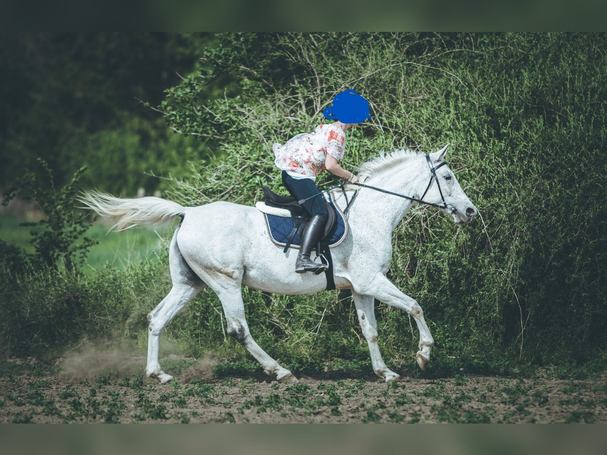 Angloarab Shagya Klacz 14 lat 155 cm Siwa w hreczce in Győr