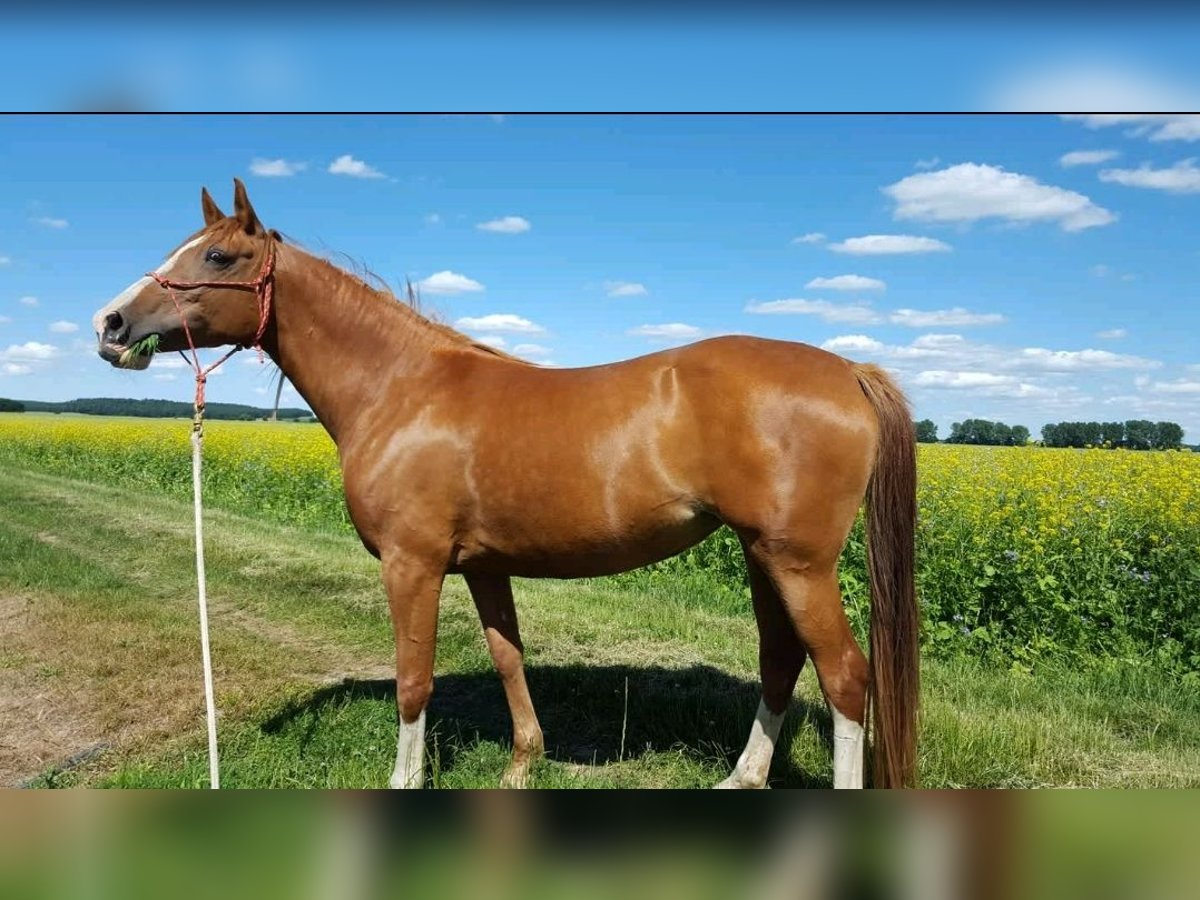 Angloarab Shagya Klacz 15 lat 157 cm Kasztanowata in Güstrow