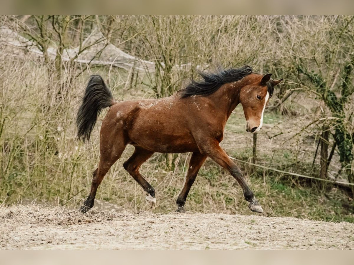 Angloarab Shagya Klacz 16 lat 150 cm Gniada in Daruvar