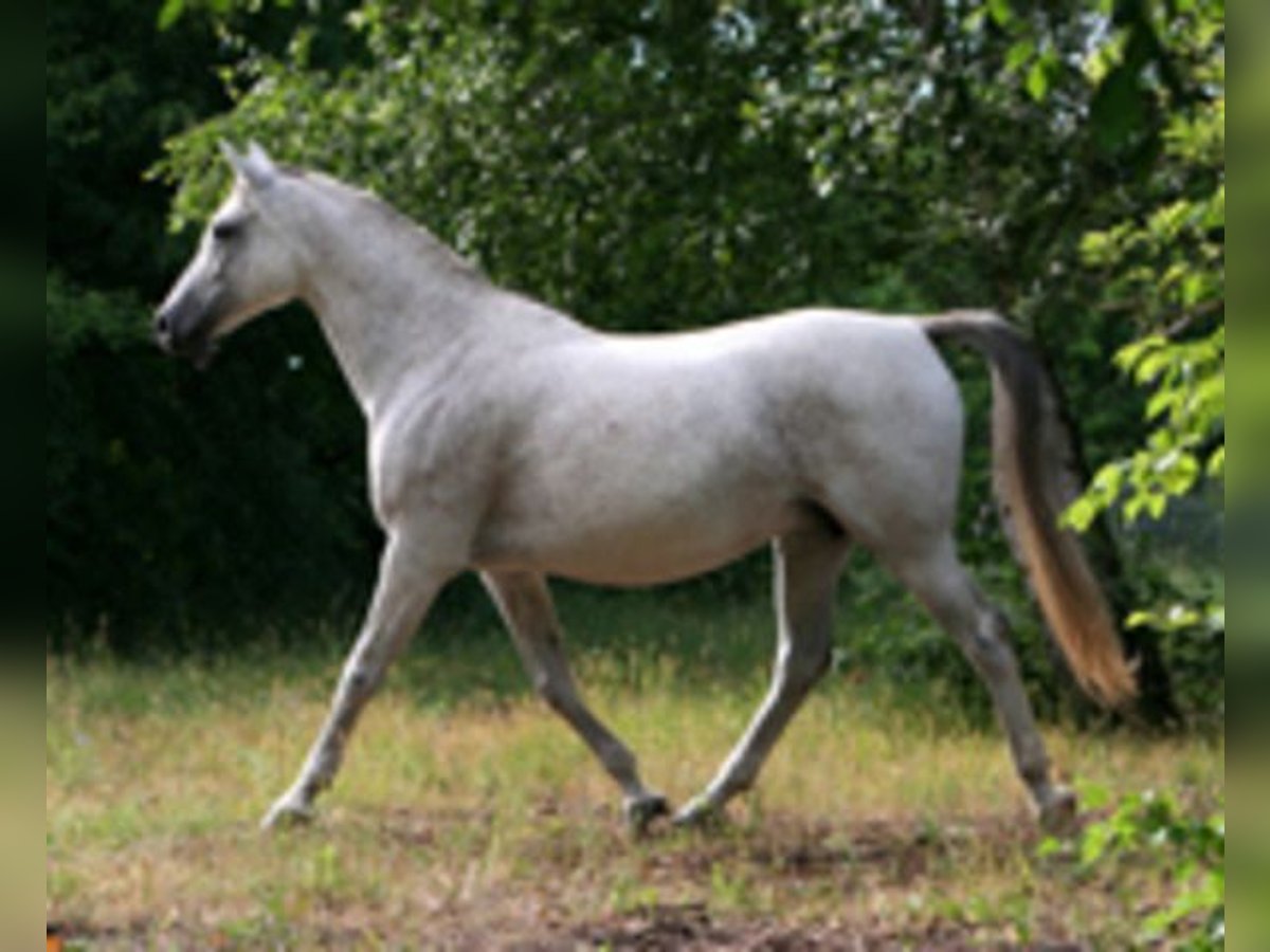 Angloarab Shagya Klacz 19 lat 160 cm Siwa jabłkowita in Schorfheide / Groß Schönebeck