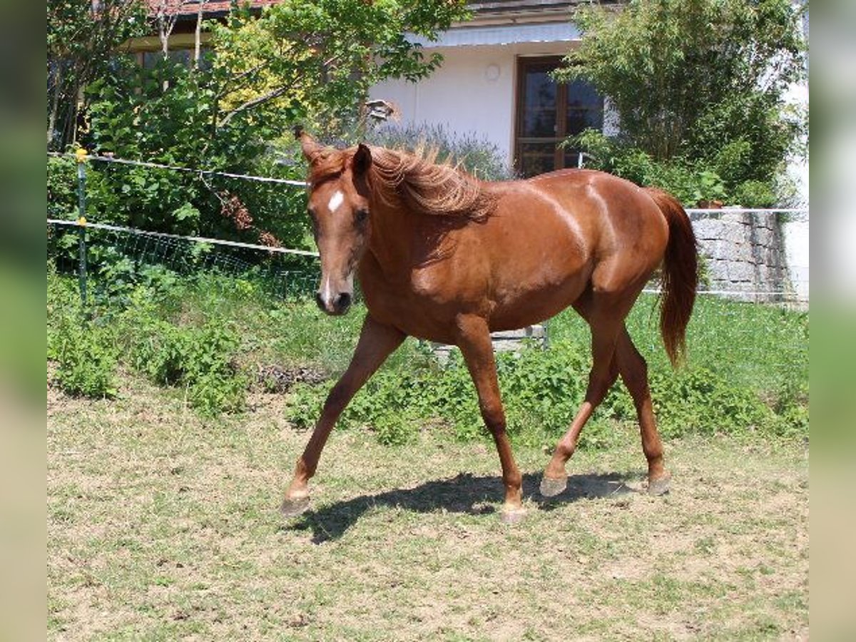 Angloarab Shagya Klacz 2 lat 160 cm Kasztanowata in Tiefenbach