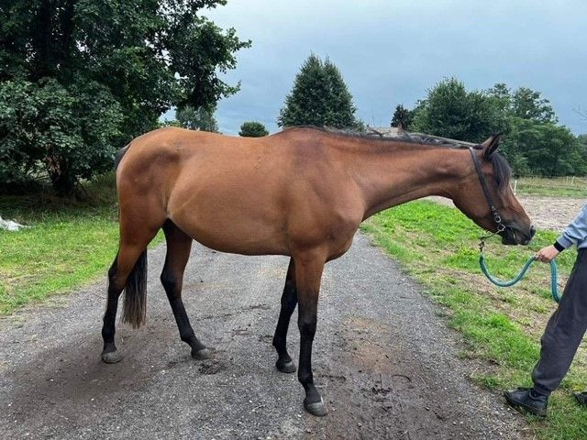 Angloarab Shagya Klacz 4 lat 145 cm Jasnogniada in Senica