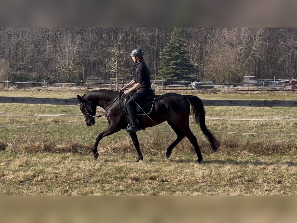 Angloarab Shagya Klacz 5 lat 157 cm Kara in Wolfenbüttel