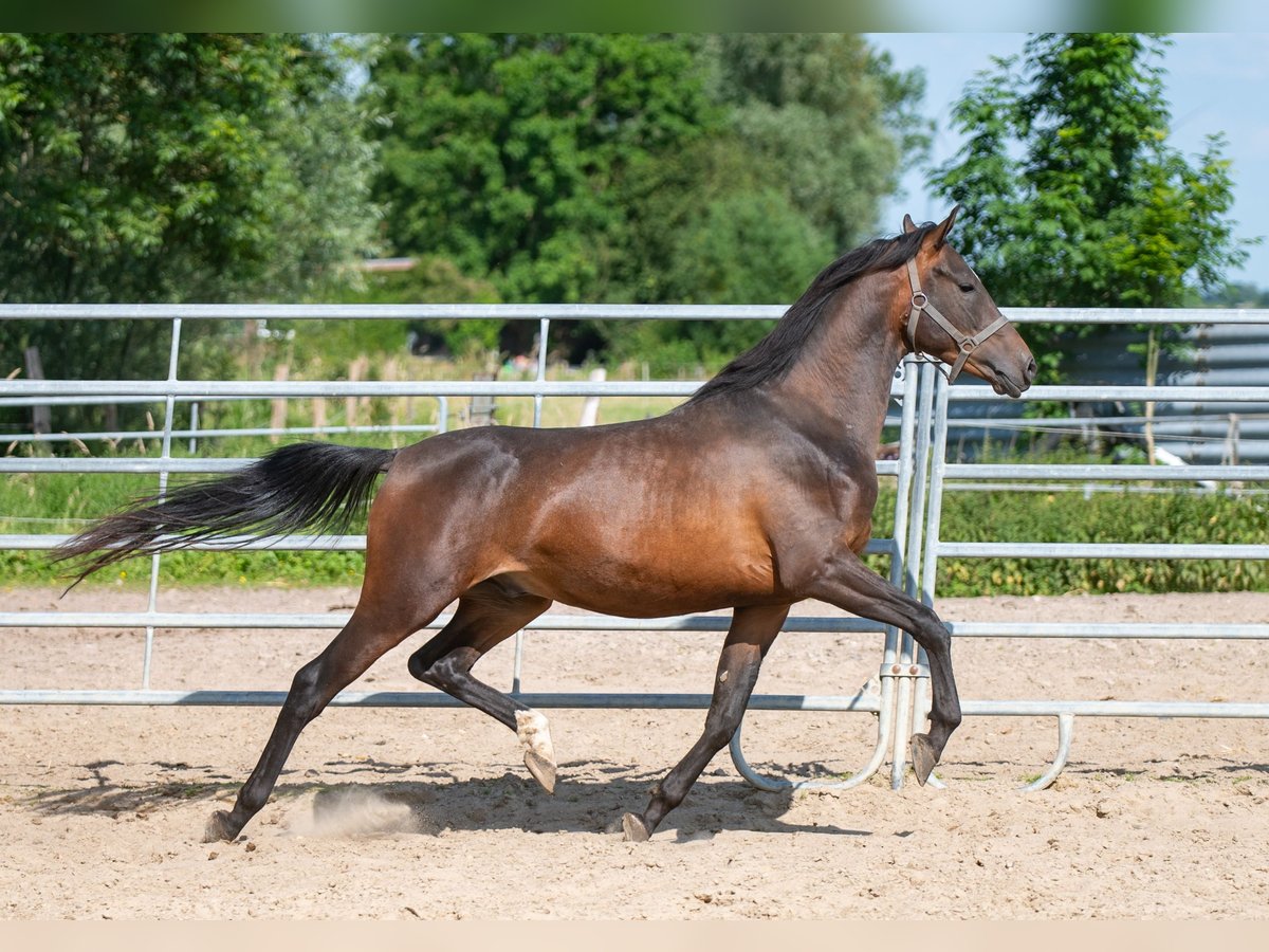 Angloarab Shagya Ogier 2 lat 157 cm Gniada in Neuenbrook