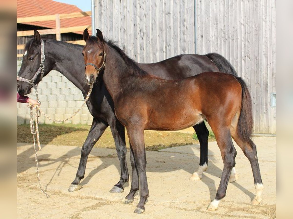 Angloarab Shagya Ogier Źrebak (05/2024) Gniada in Tiefenbach