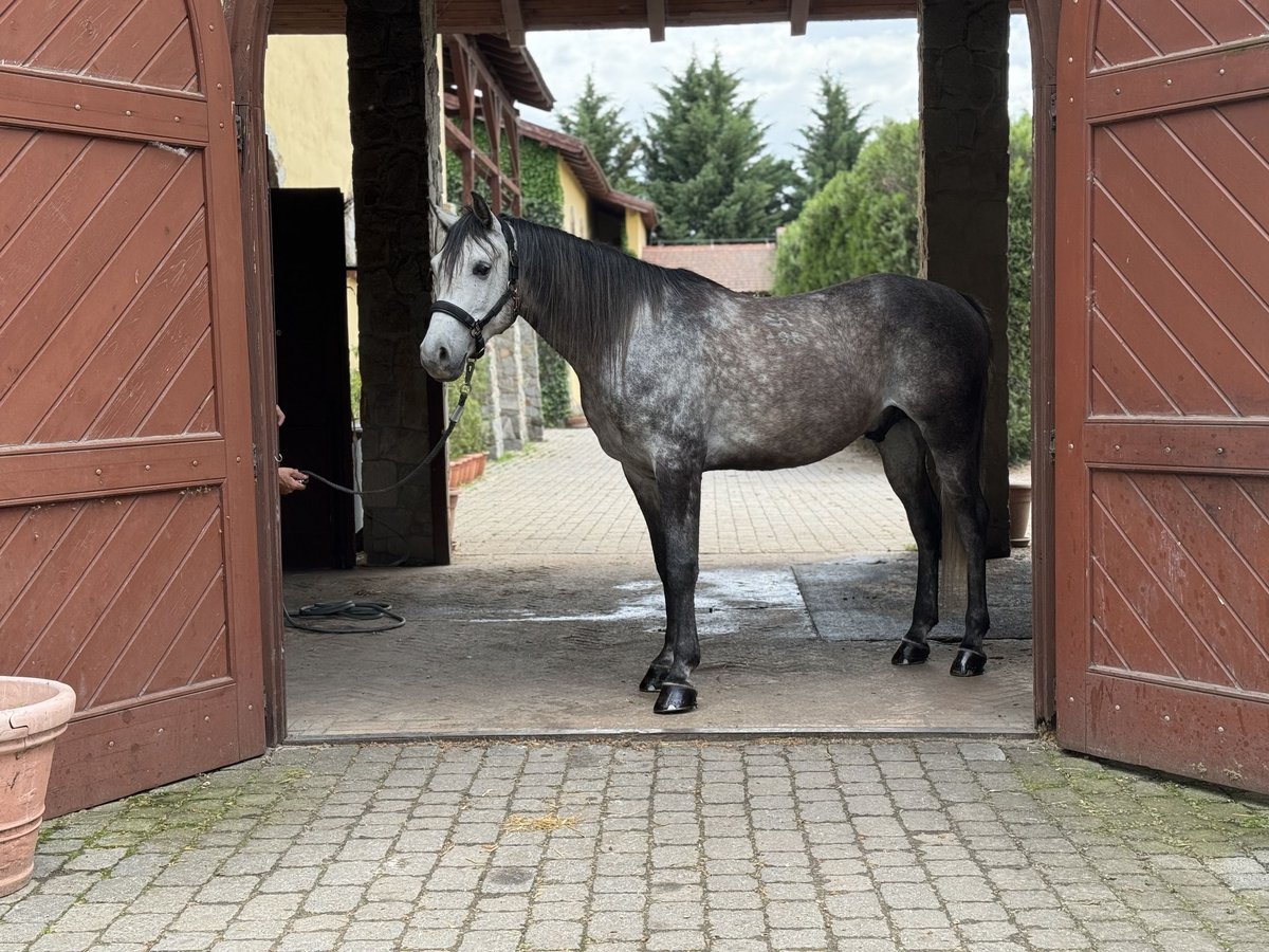 Angloarab Shagya Wałach 5 lat 168 cm Siwa in Hantos