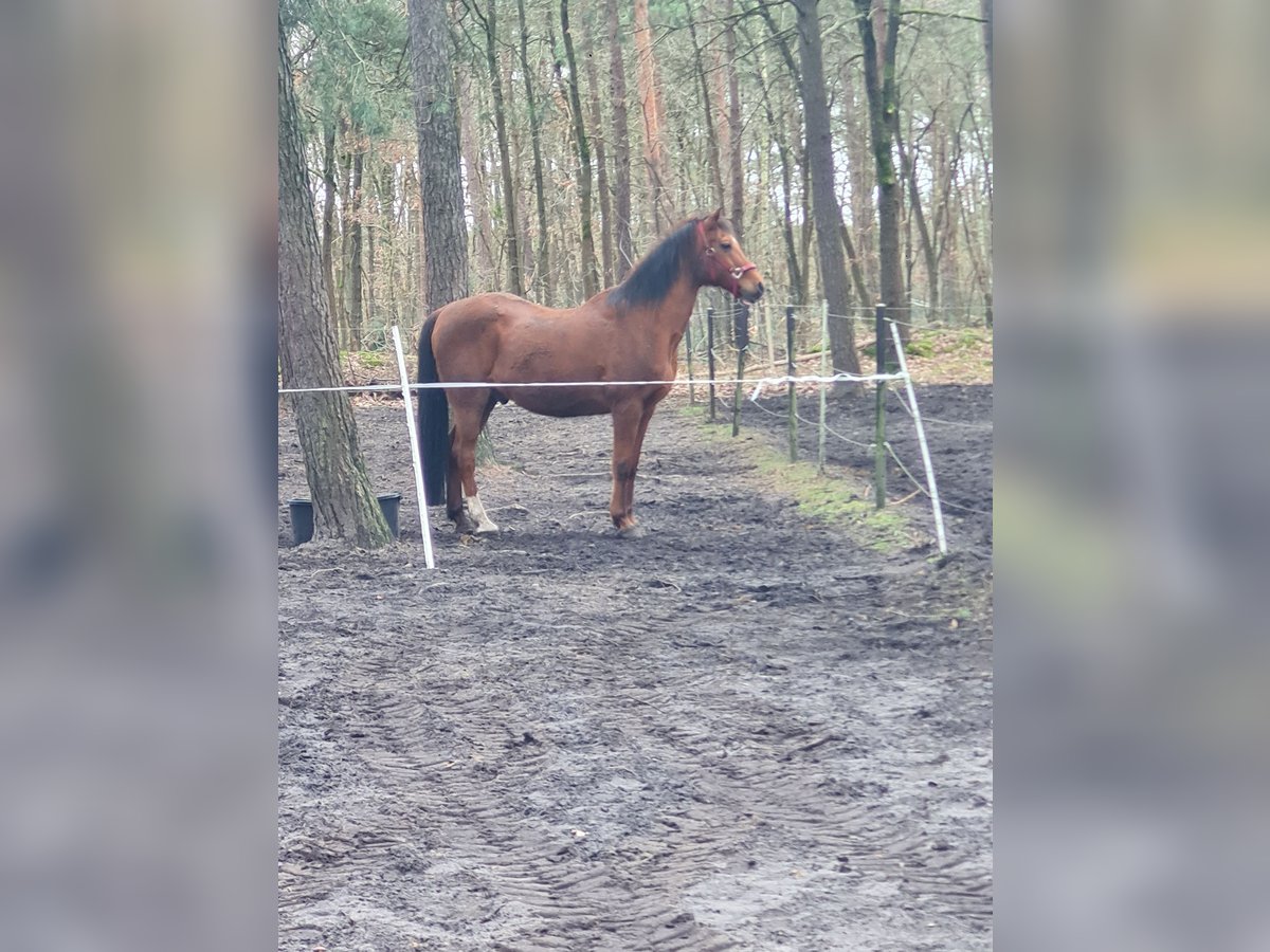 Angloarab Shagya Mix Wałach 23 lat 165 cm Gniada in Sassenburg