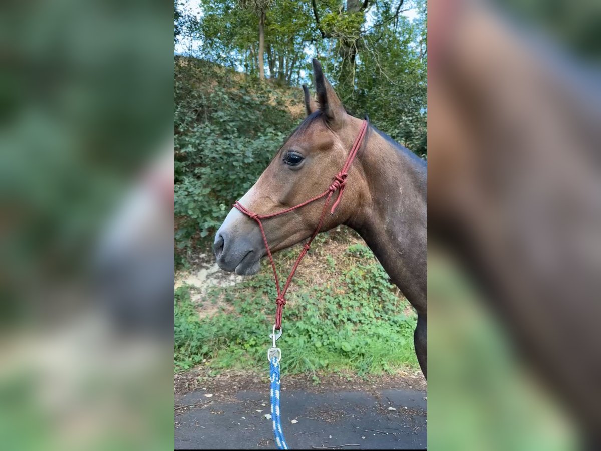 Angloarab Shagya Wałach 3 lat 155 cm Siwa in Knüllwald