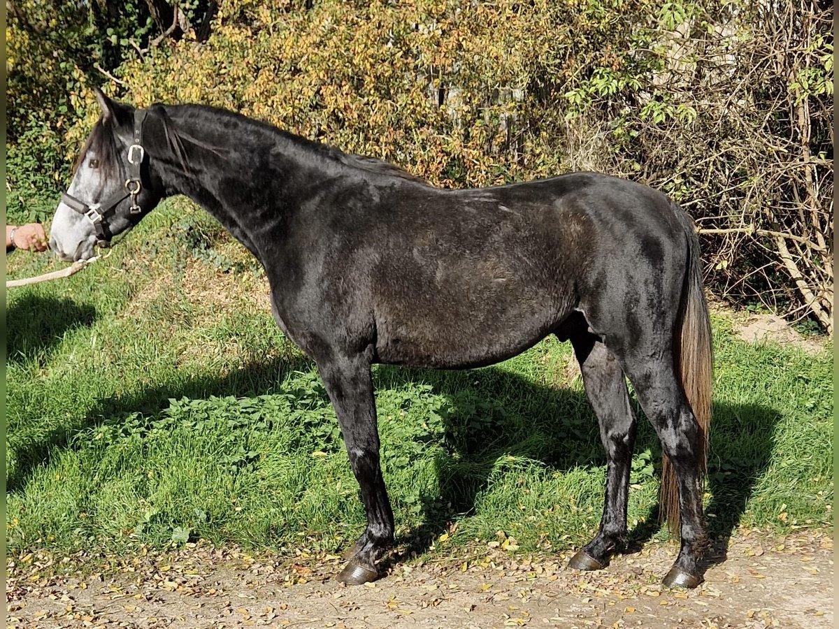 Angloarab Shagya Mix Wałach 4 lat 157 cm Siwa in Rotenburg an der Fulda