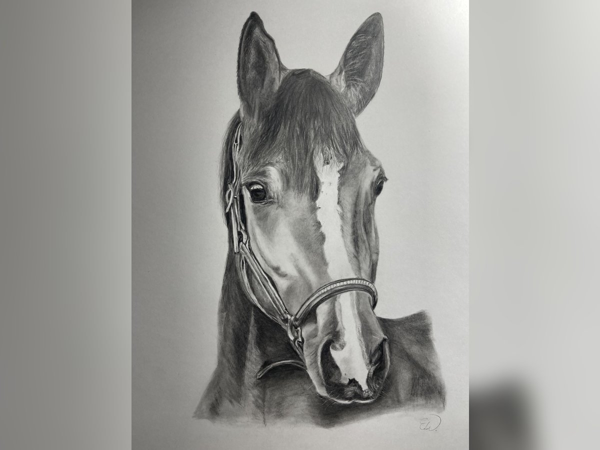 Tierportrait, Bleistift, Steinstift, Pastel nach Fotovorlage ab 50€