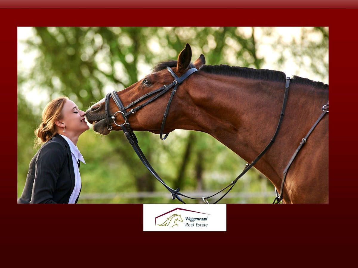 **Luxuriöses Pferdeanwesen in bester Lage** - Schweiz