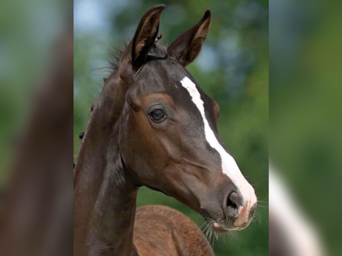 Traumhafte Reitanlage in Wetschen zu verkaufen !