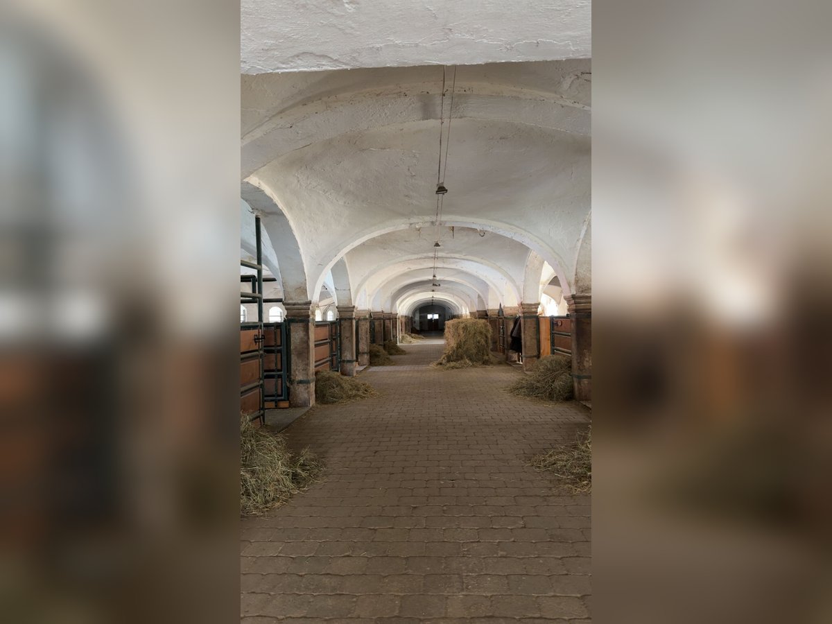 Boxen Einstellplätze frei