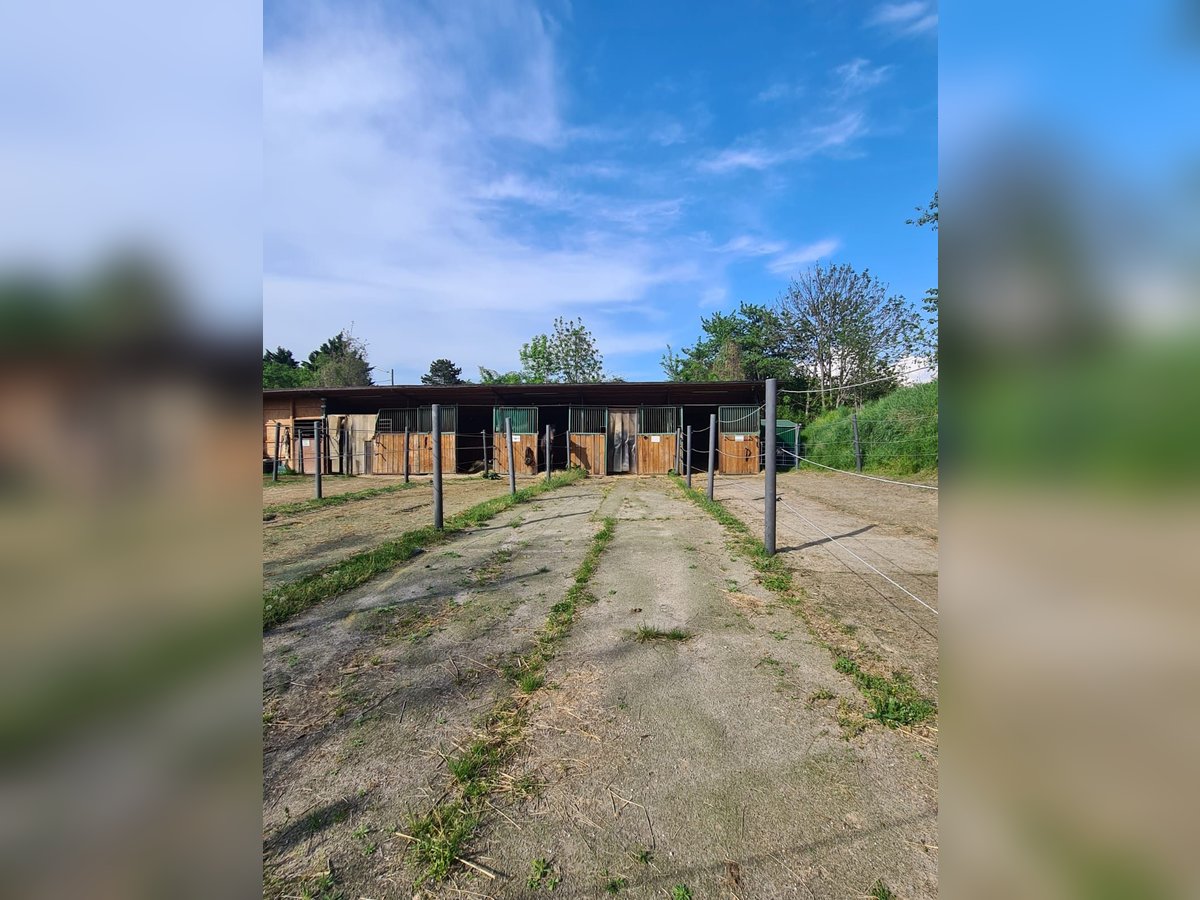 Einstellplatz in Wien- Paddockbox mit XXL Paddock