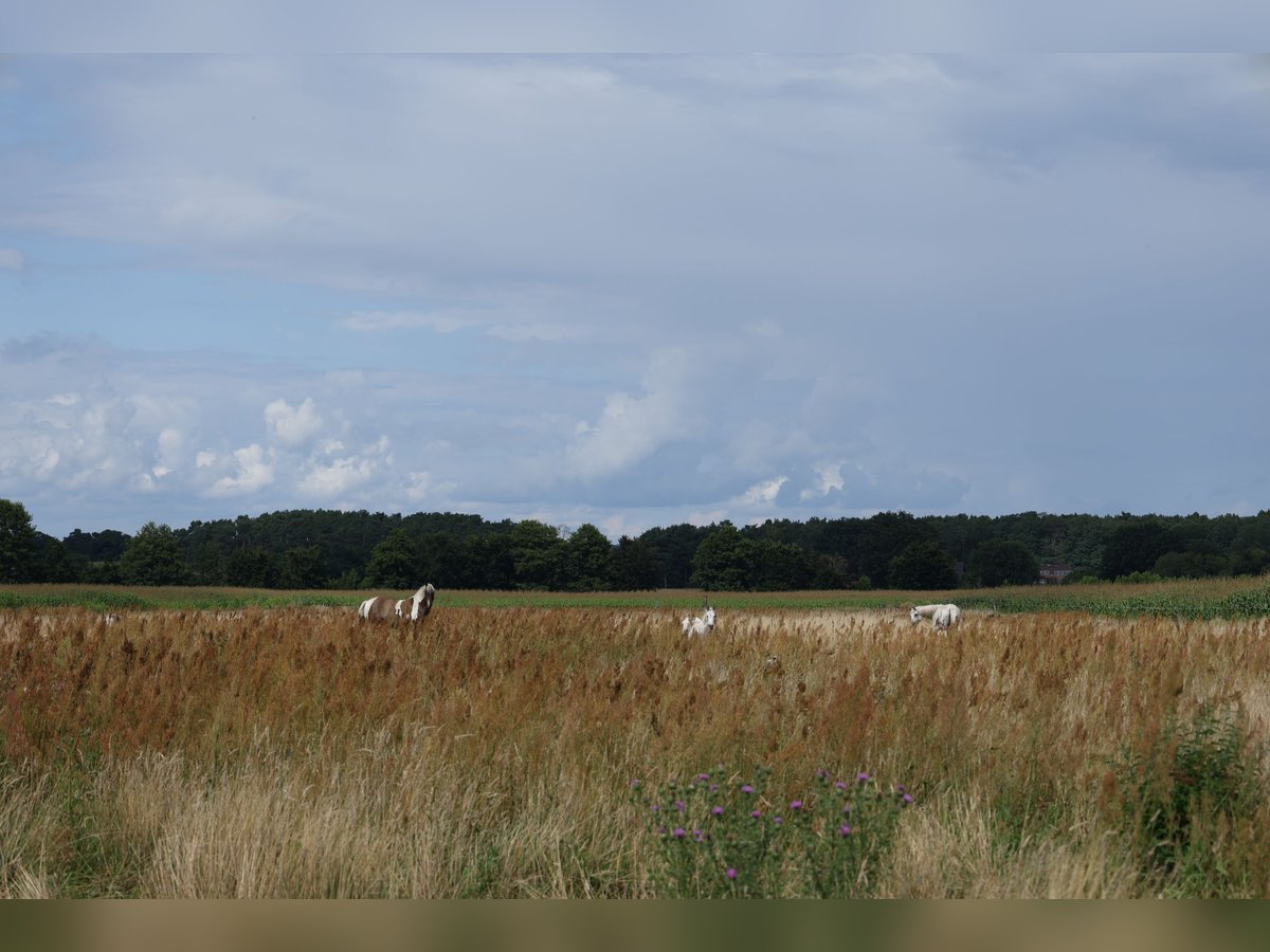  Exklusive Offenstallplätze in naturnaher Robusthaltung – 15754 Heidesee 
