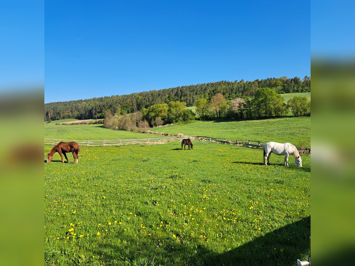 Offenstall hat 2 Platz frei 