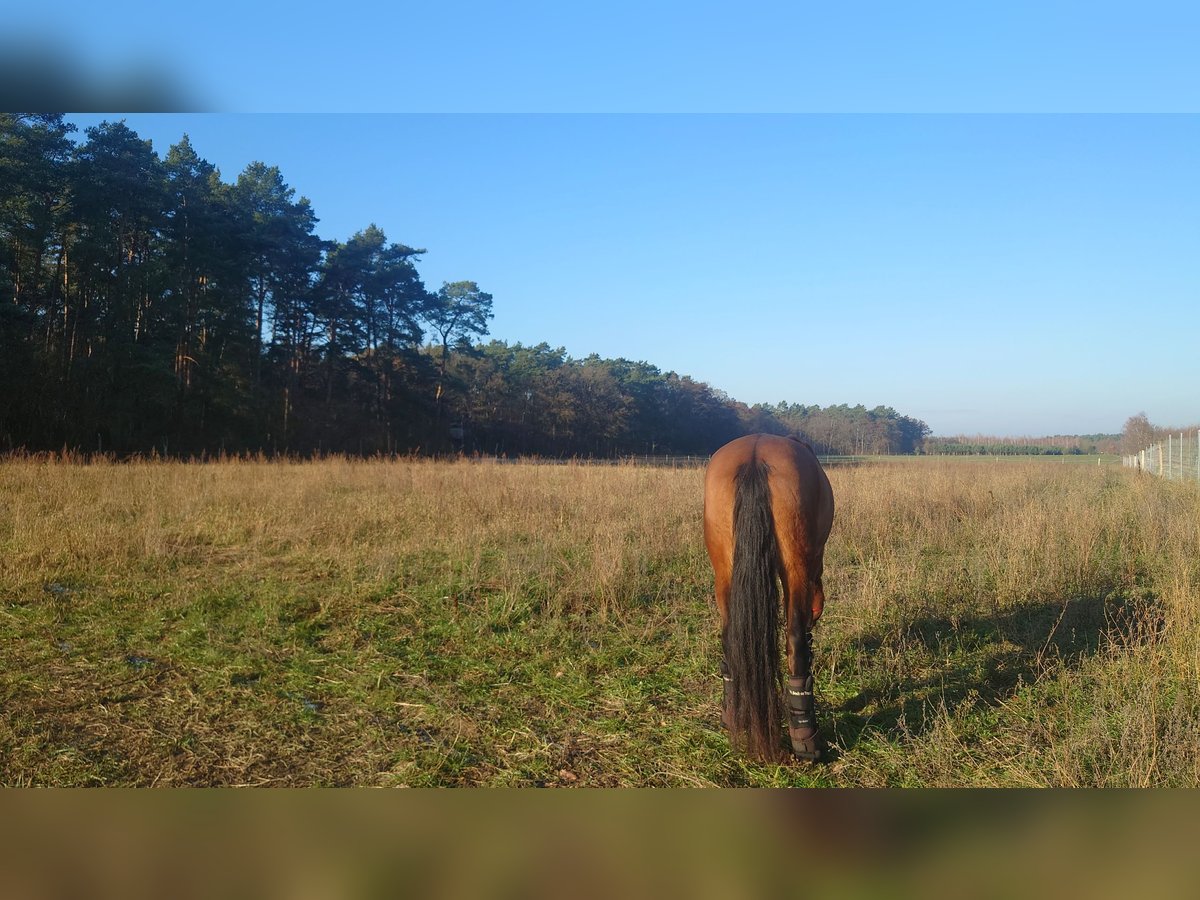 Offenstall, Offenstallplatz für Stuten