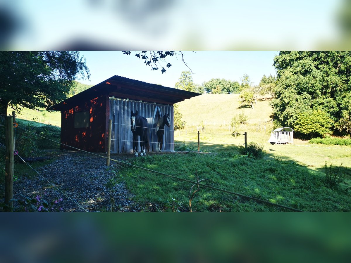 Offenstall Stallplatz in Vollpension 