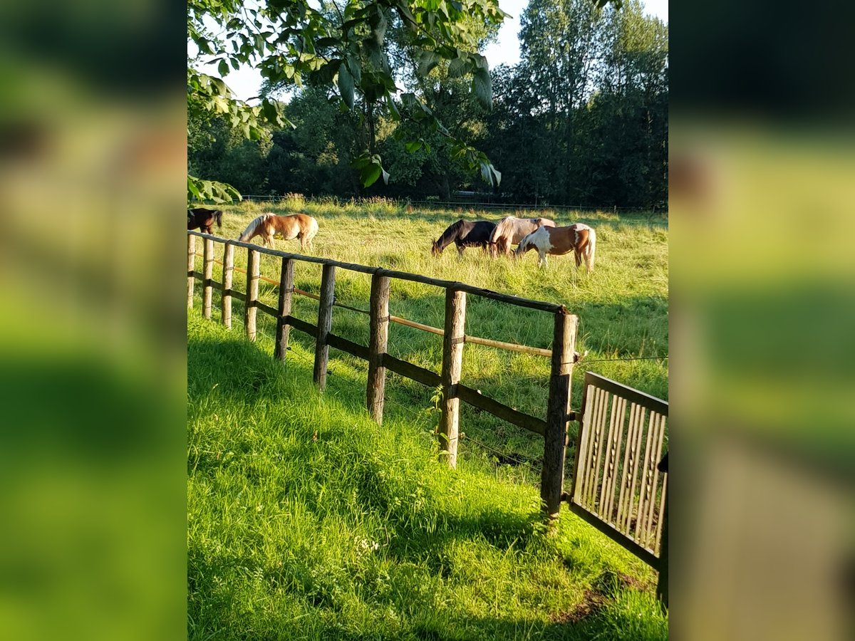 Offenstallplatz in gemischter Herde ab Mai 2025