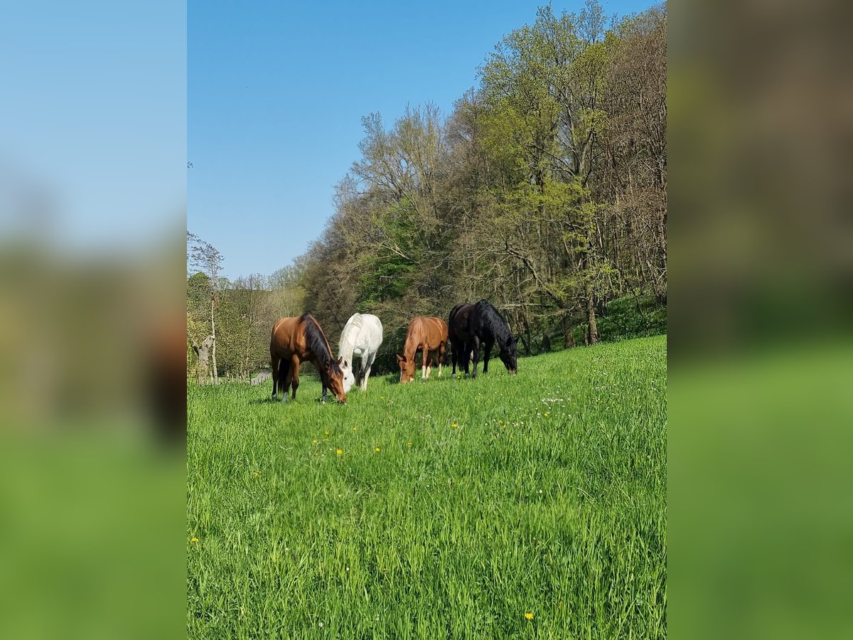 Aufzuchtplätze frei, Vollpension 