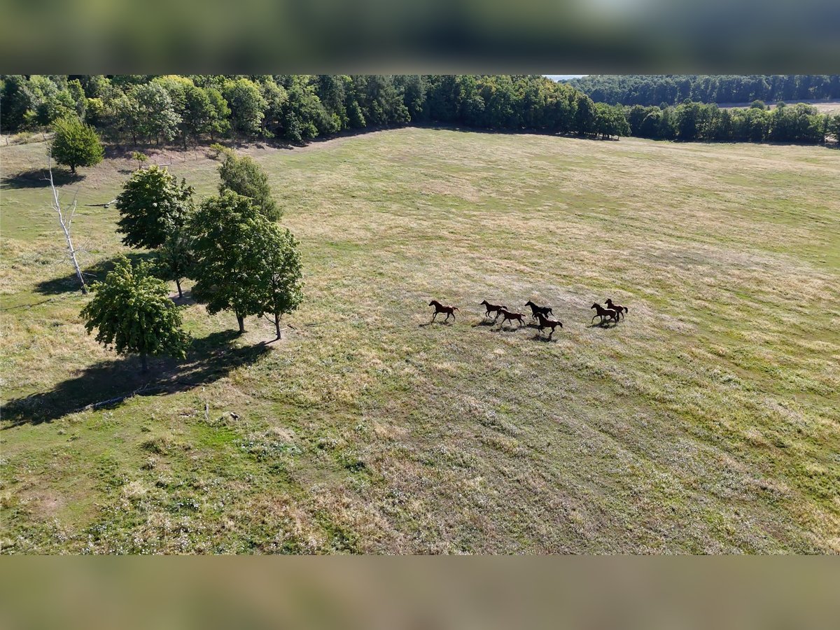 Pasture boarding facility in Poland – top-quality care at affordable rates, close to DE and CZ 