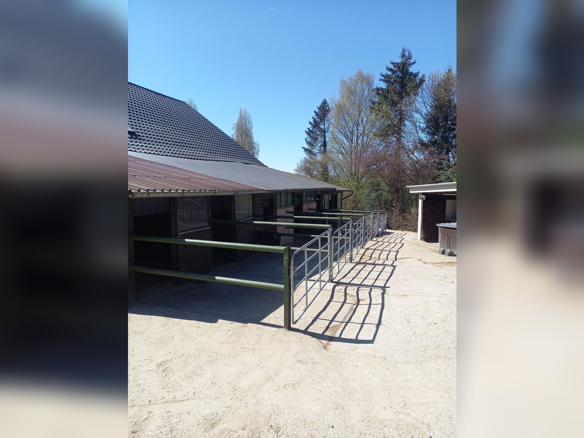 Gut Schnuck hat noch Paddock Boxen frei 