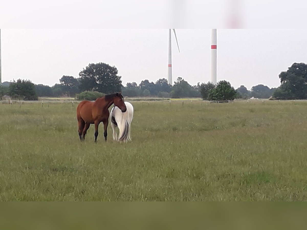 Paddock-/Laufbox