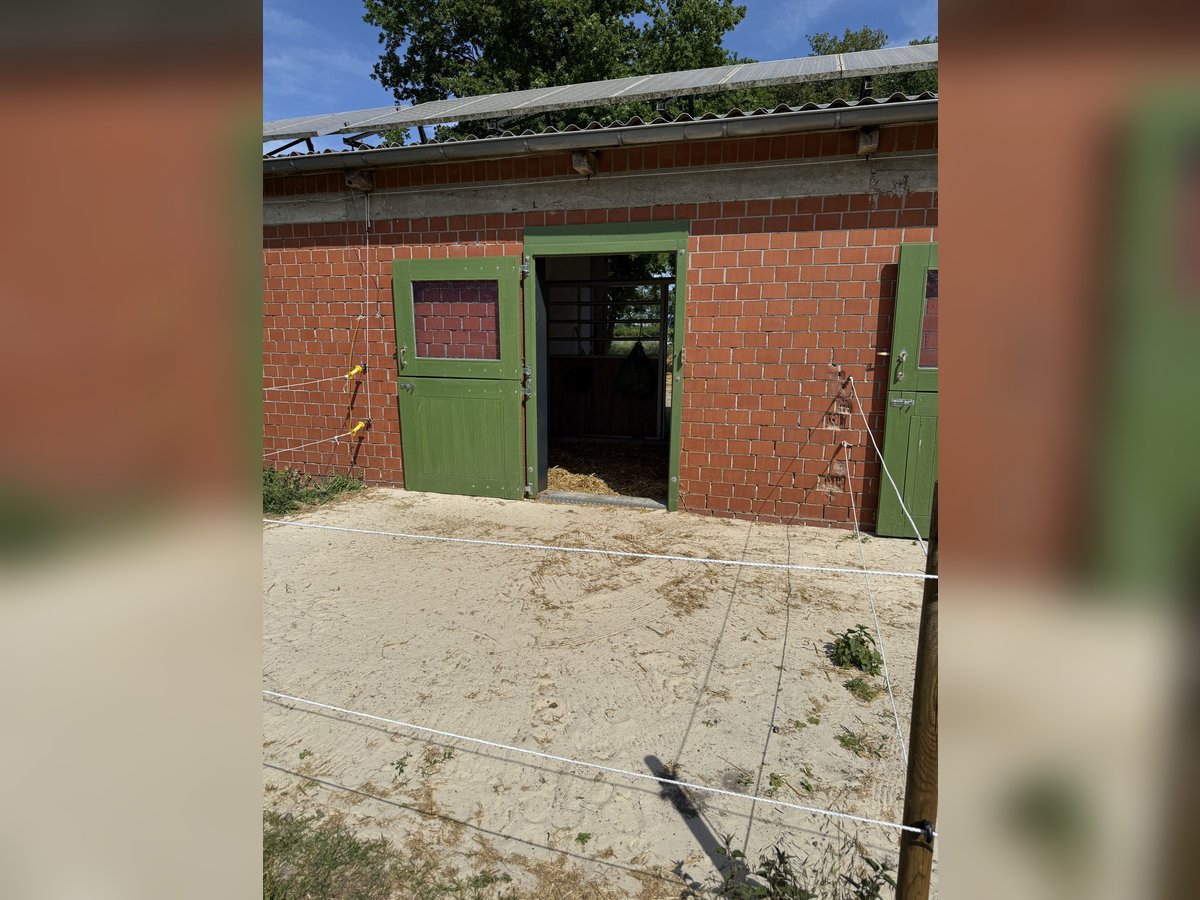 Rentnerplatz, Pony- Pferdebox, Einstellplatz, Stutenstall