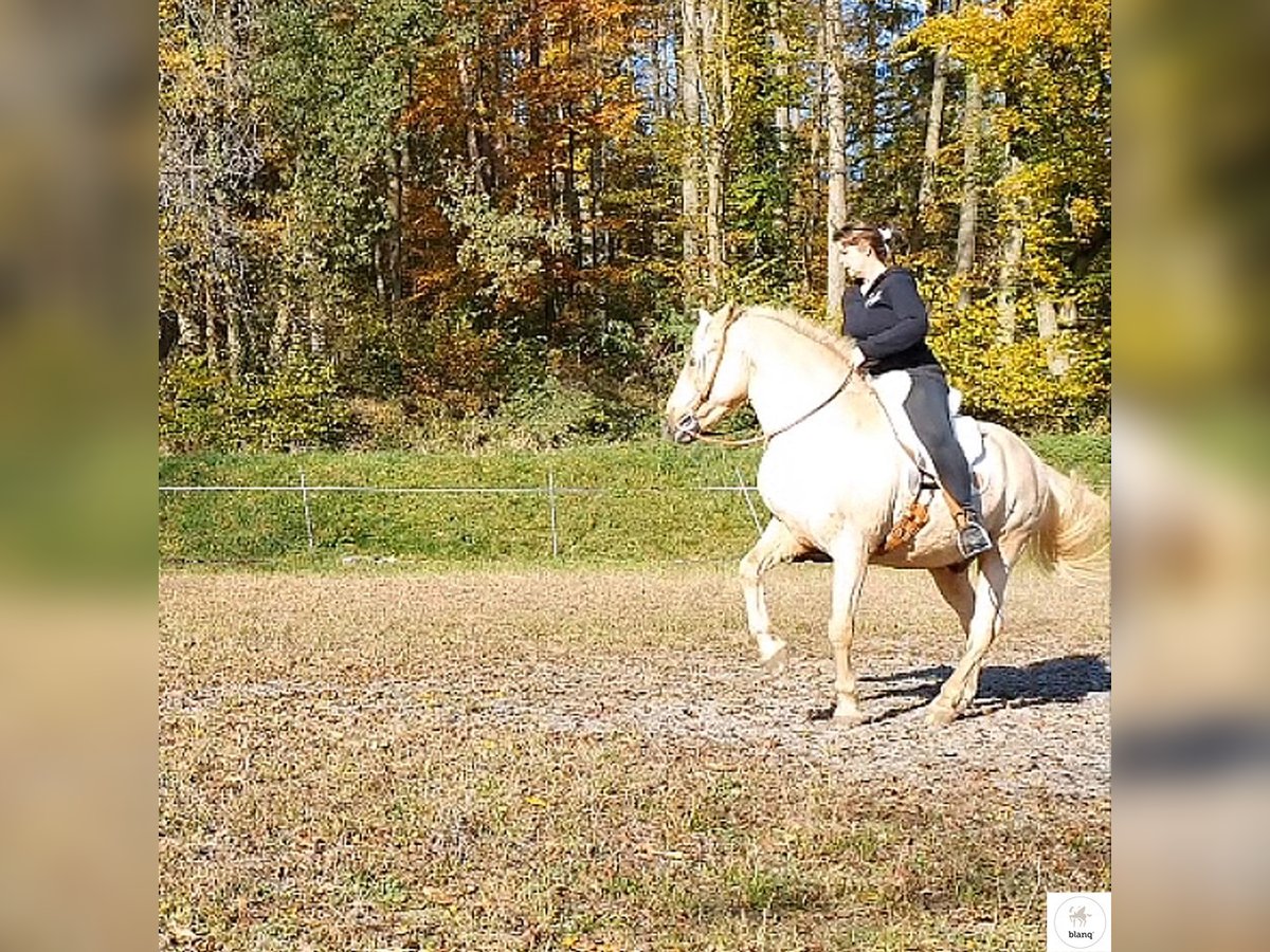 Lizensierter Trainer Akademische Reitkunst Reitunterricht