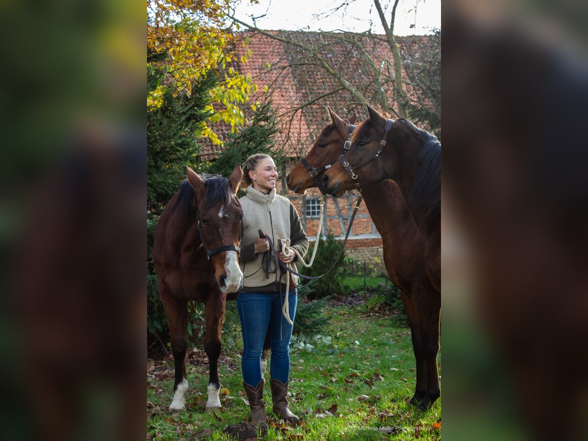 Mobiler Reitunterricht und Pferdetraining