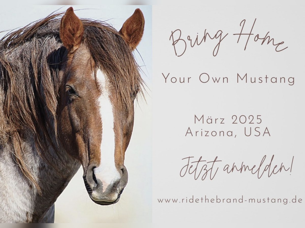 Bring Home your Mustang! Arizona, USA, März 2025