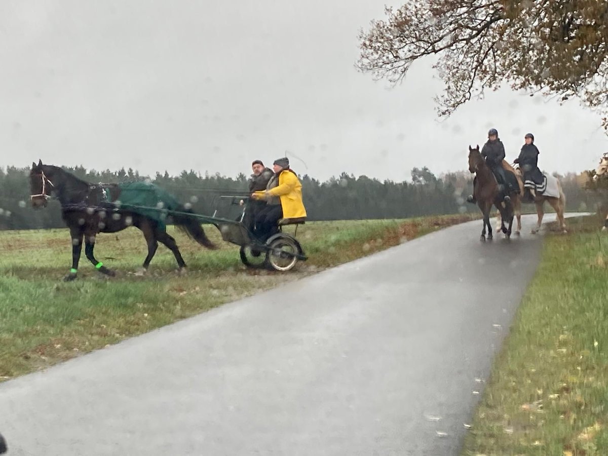 Distanzseminare für Einsteiger und Fortgeschrittene, Reiter und Fahrer