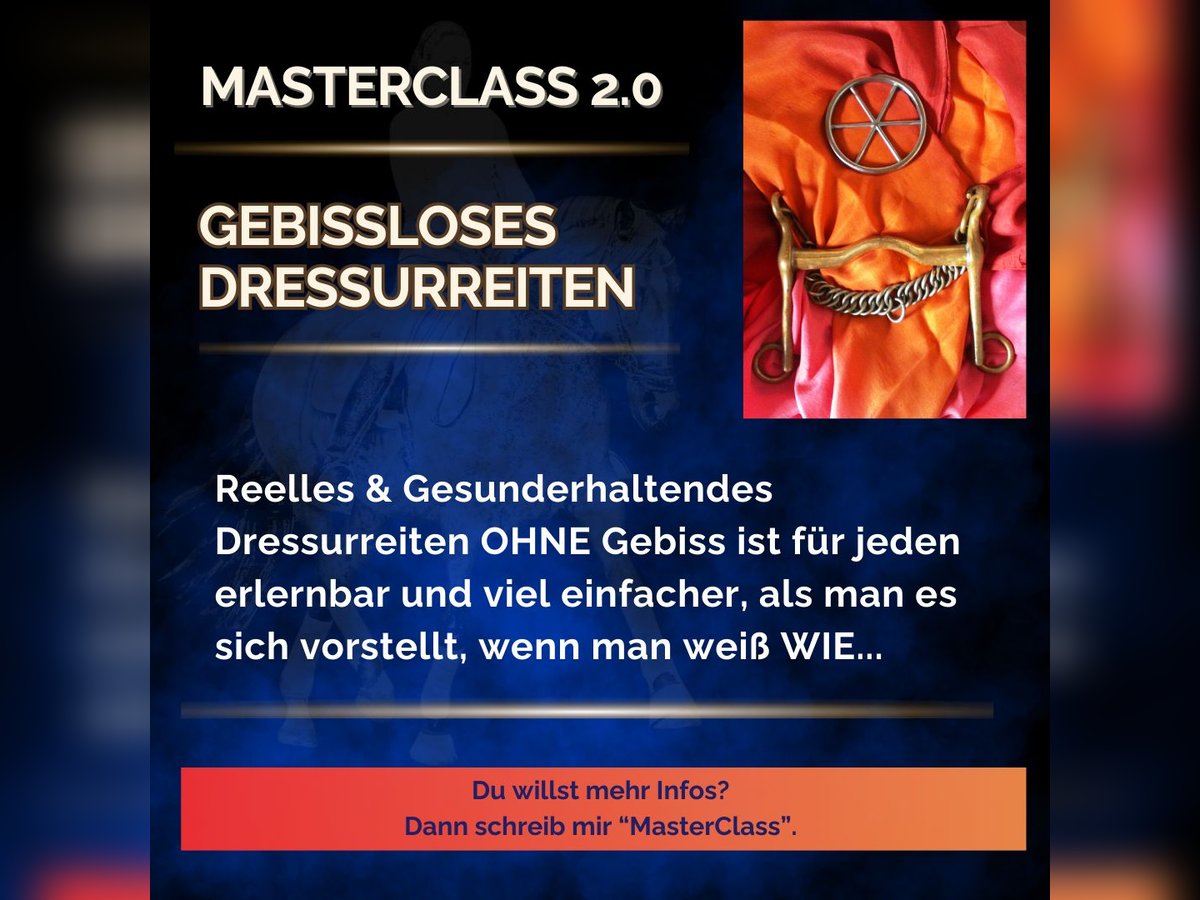 Gebissloses Dressurreiten ⭐MasterClass 2.0⭐Vorgespräch