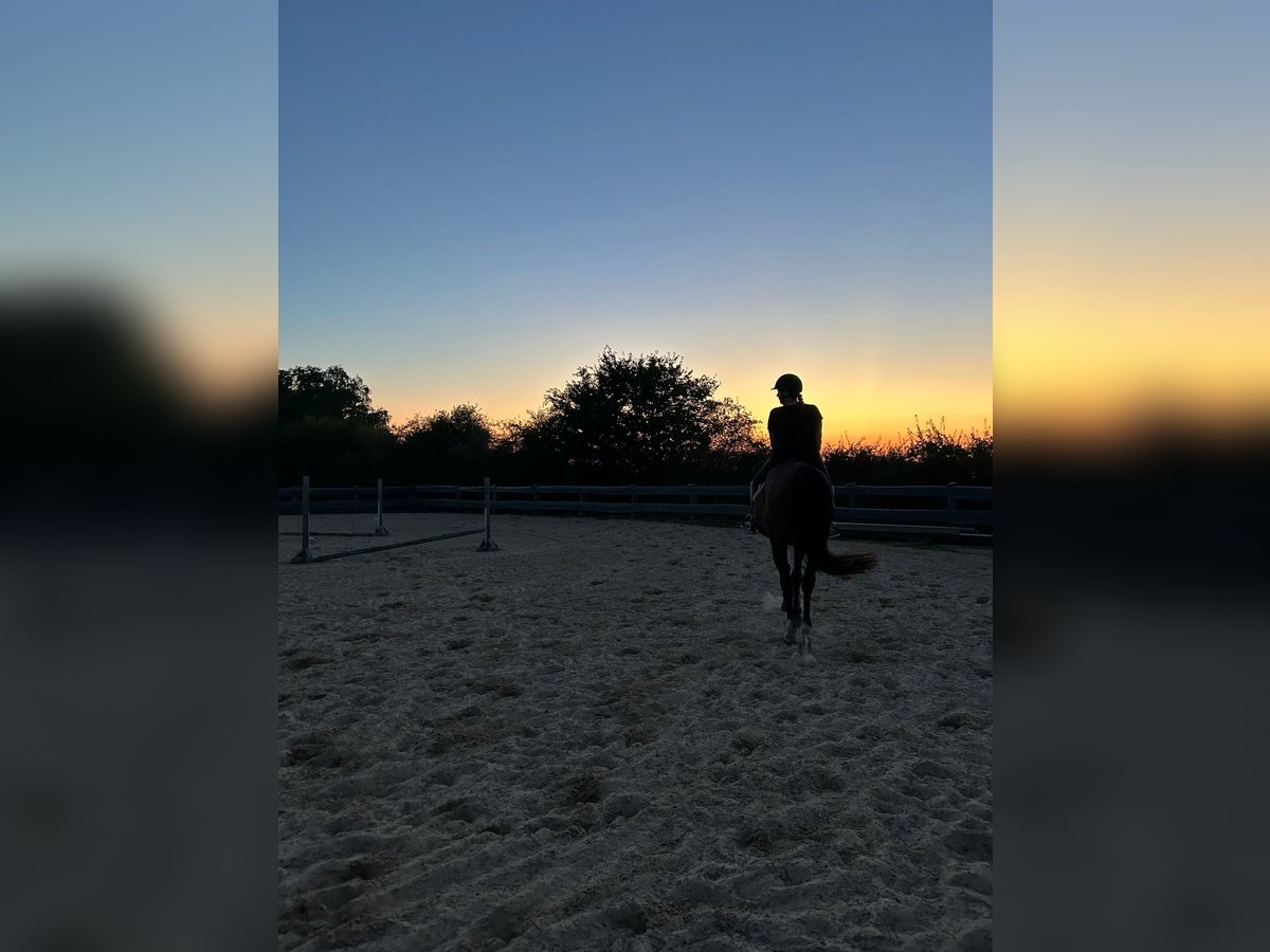 Verlasspferd Pony gesucht 