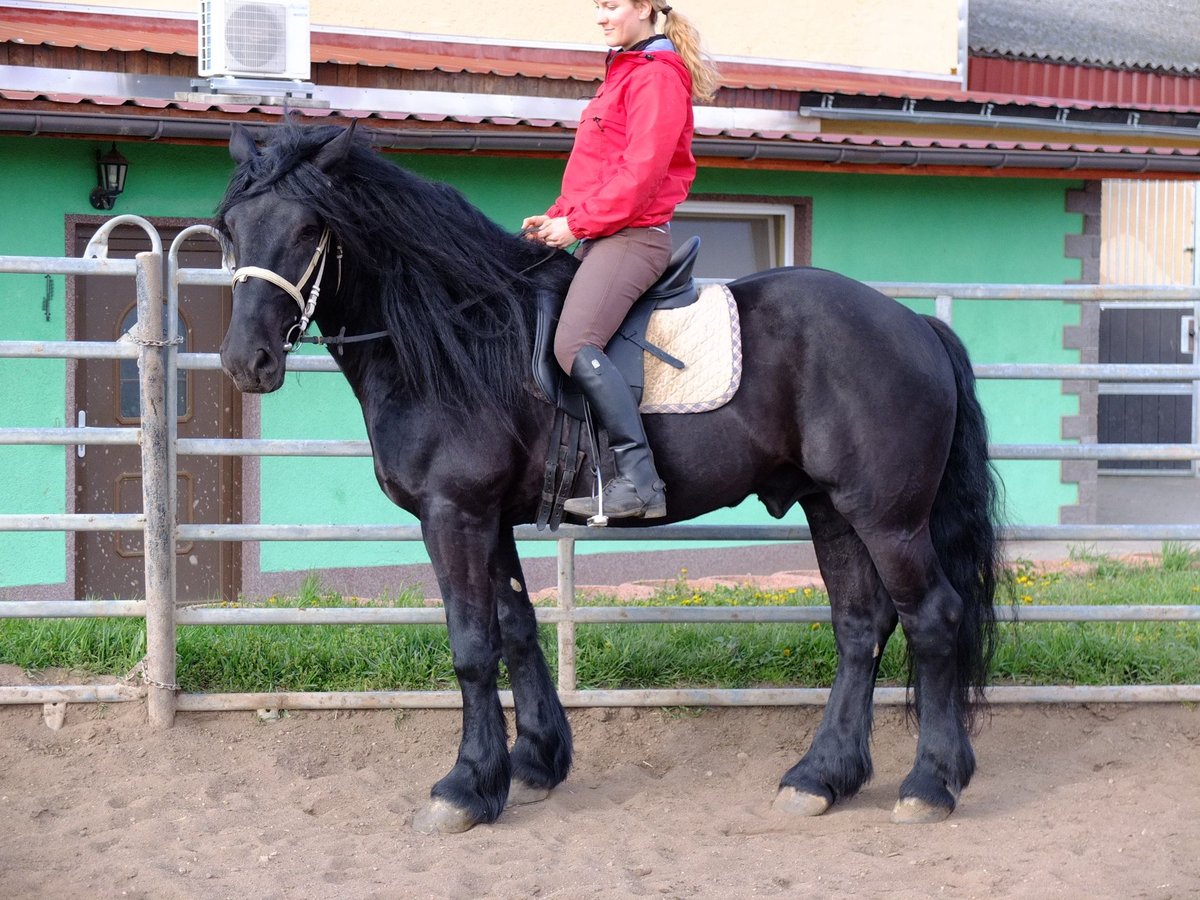 Suche Reiter/Reiterin