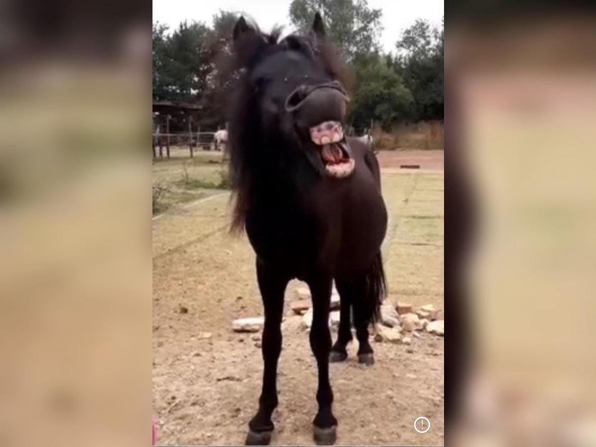 Kinder reiten/ Ponyschule/ Bambini reiten 