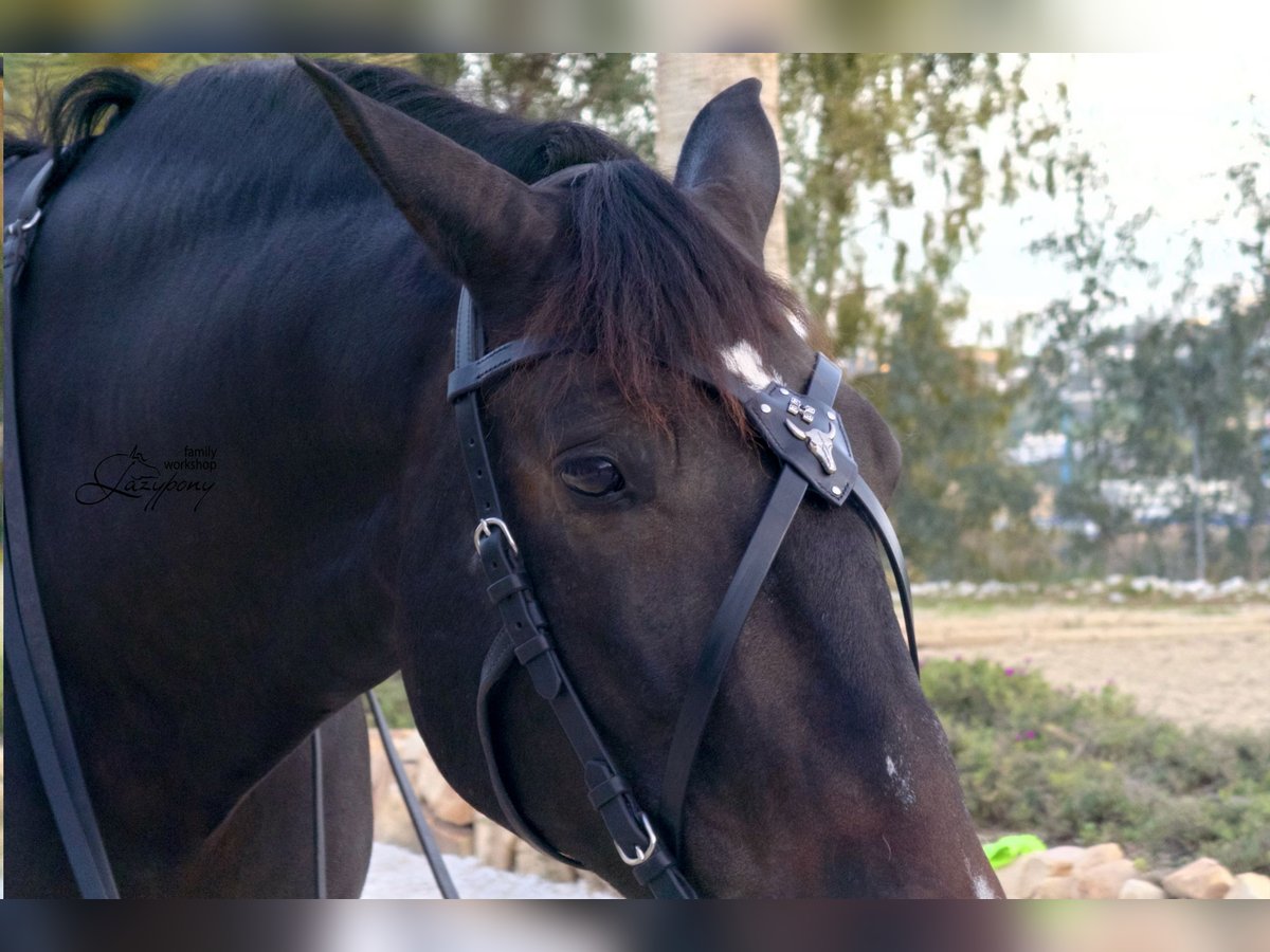 X frontalera de cuero Gothic Lazypony, X browband Gothic, medieval horse browband, cross browband