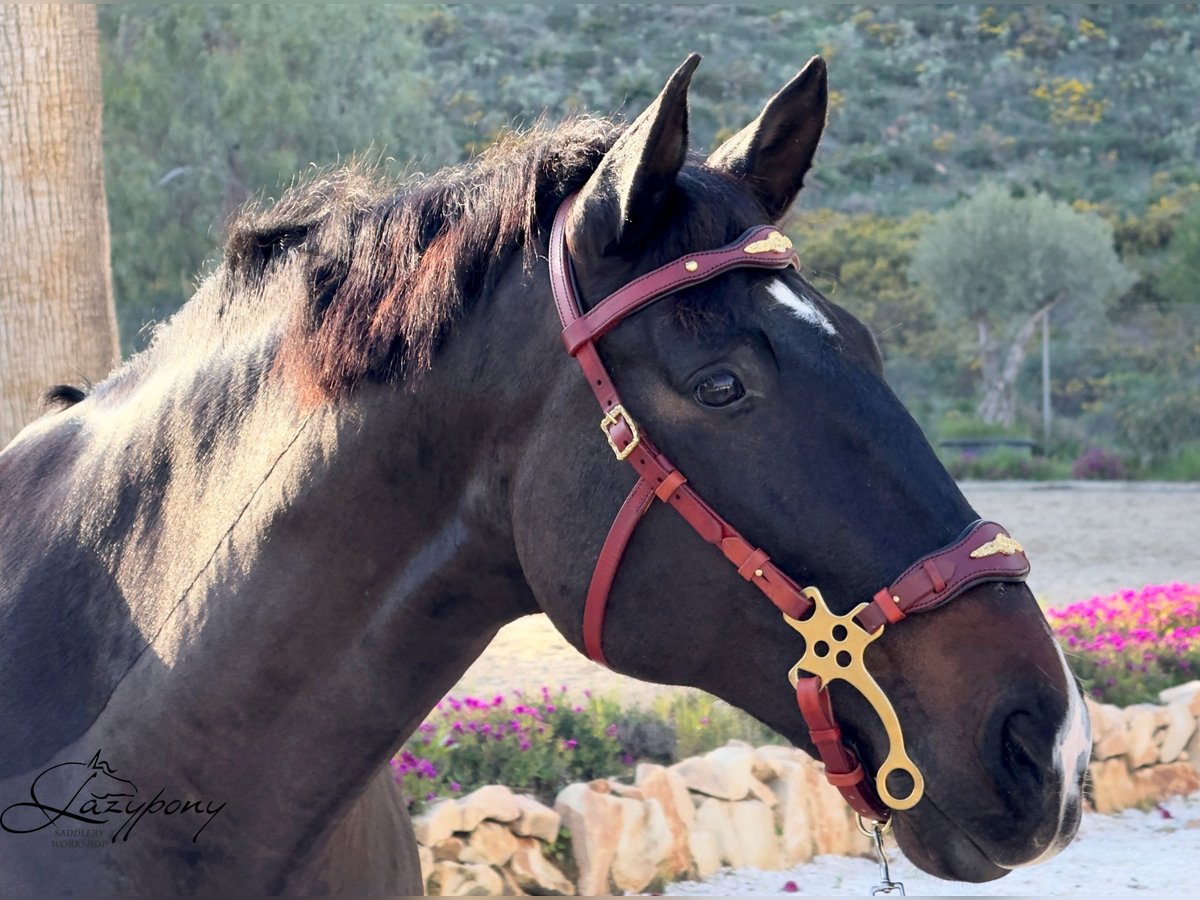 Cabezada hackamore barroca Lazypony / Baroque hackamore bridle Lazypony