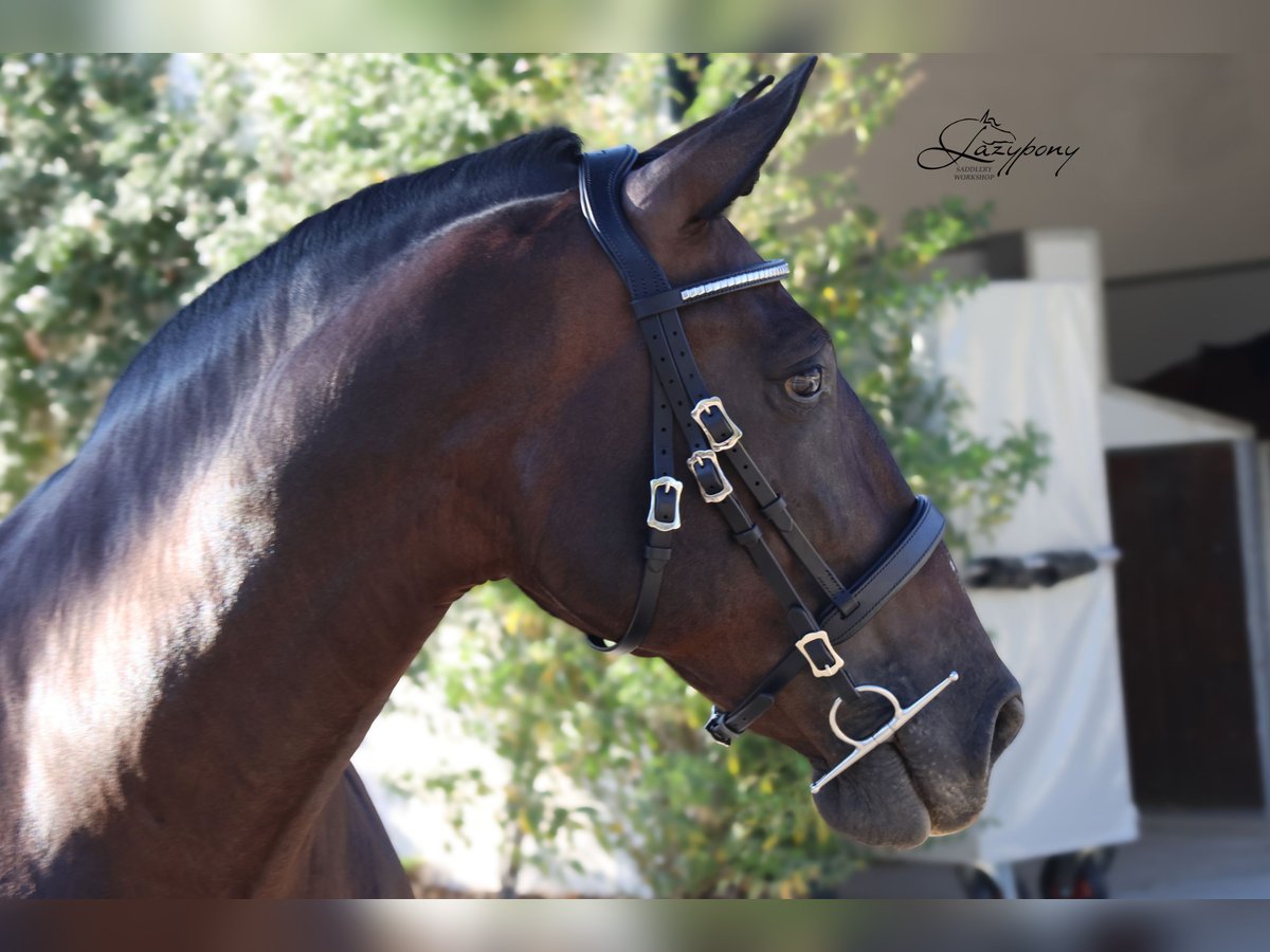 Cabezada Clásica de cuero Lazypony/Classic leather horse bridle Lazypony
