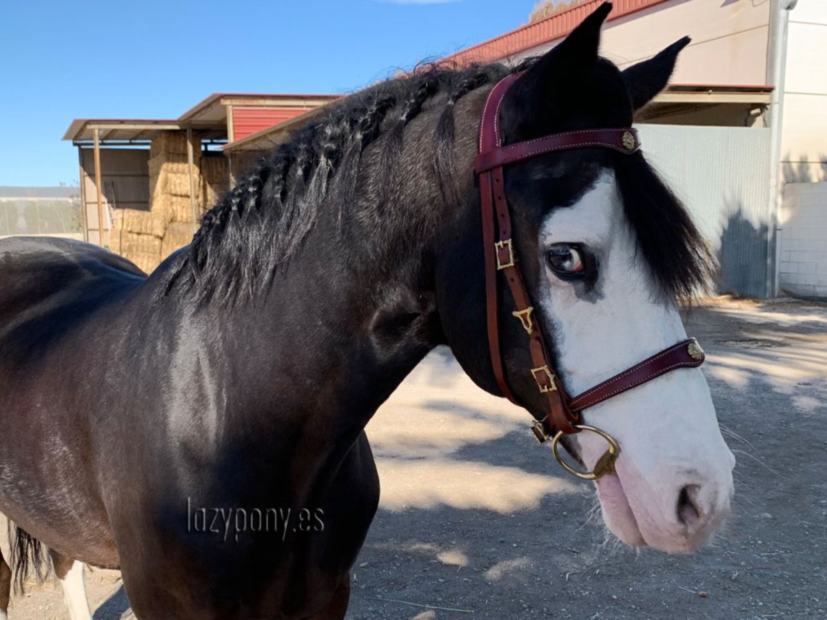 Portuguese iberian bridle Lazypony, cabezada barrocca, cabezada de cuero, Cabezada ibérica portugues