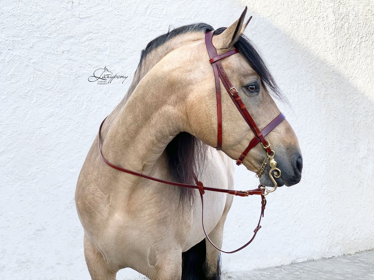 Cabezada inglesa Hunter Lazypony, cabezada de cuero,  Leather Hunter bridle Lazypony  Cabezada inglesa Hunter Lazypony, cabezada de cuero,  Leather Hunter bridle Lazypony