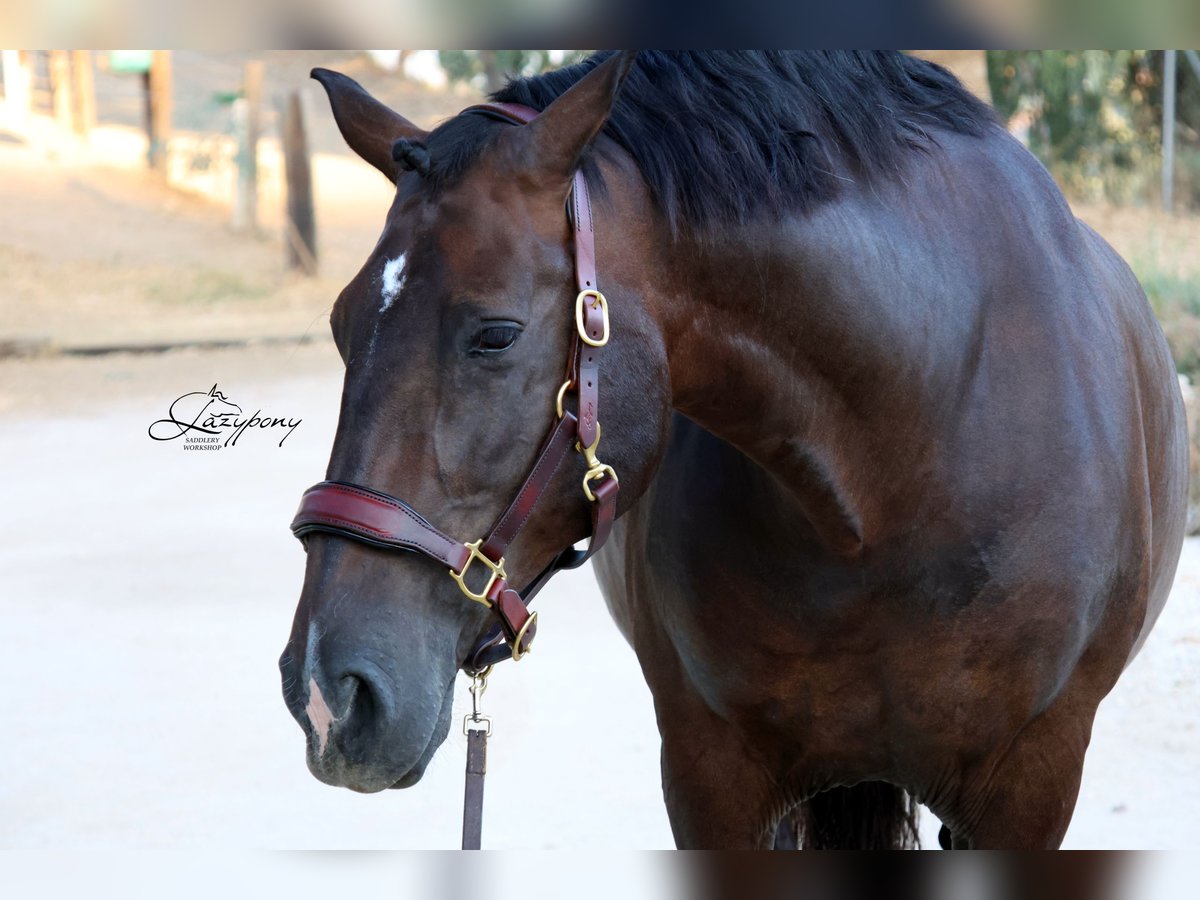 Cabezada de сuadra de cuero premium Classic Lazypony/ Patent leather premium halter Lazypony