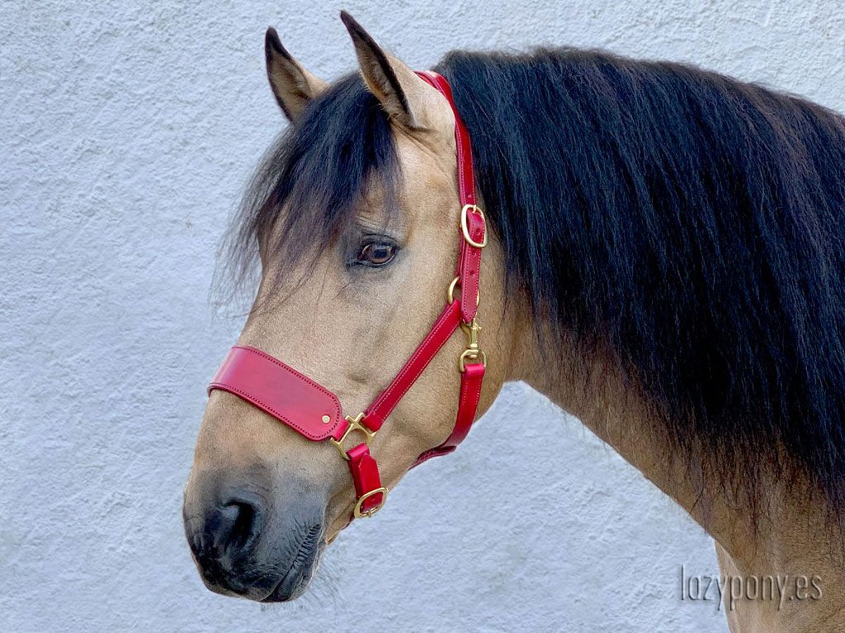 Leather horse halter Lazypony, cabezada de cuedra de cuero Lazypony, custom headcollar