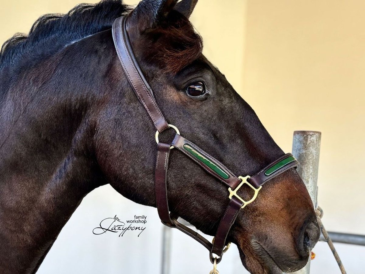 Patent leather halter Lazypony, cabezada de cuadra de cuero, Cabezada de charol Lazypony 