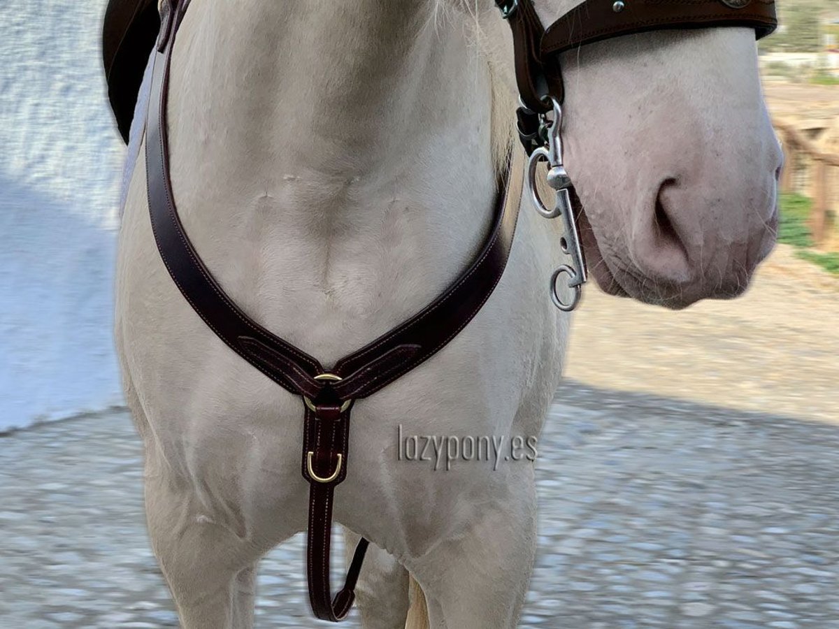 Pechopetral western Lazypony , Leather western breastplate Lazypony