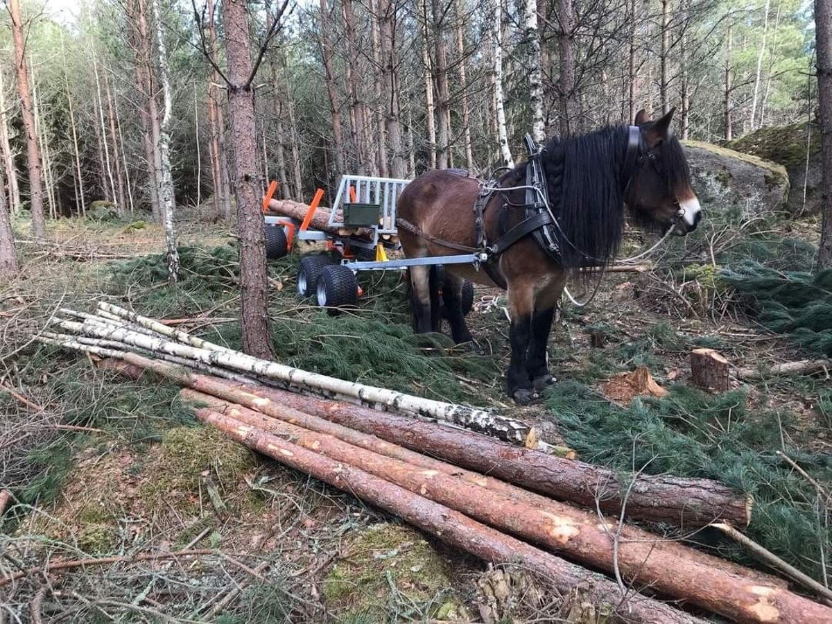 TW 5 Pferdemehrzweckanhänger, gebremst