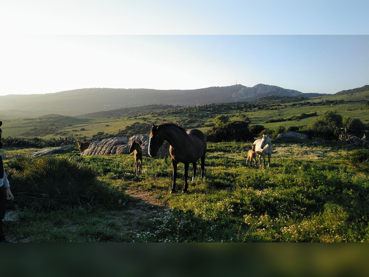 Paddocks y terreno para caballos y yeguas