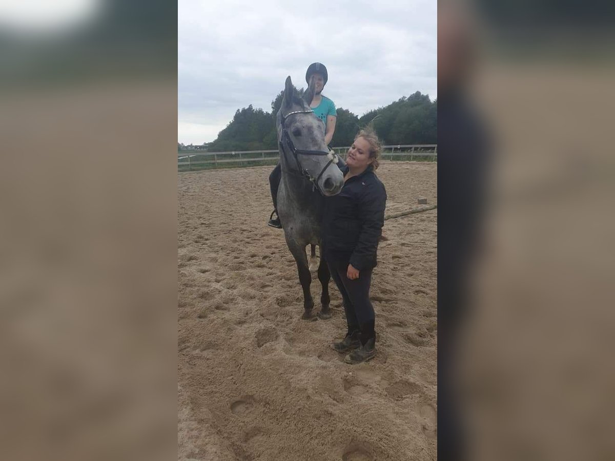Ruitercoach en instructie lessen
