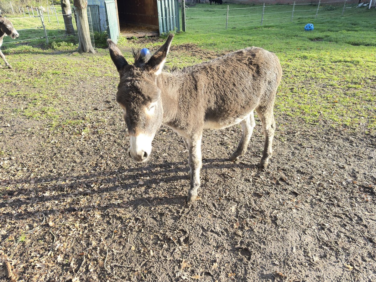 Eselhengst Merlin 2Jahre alt 